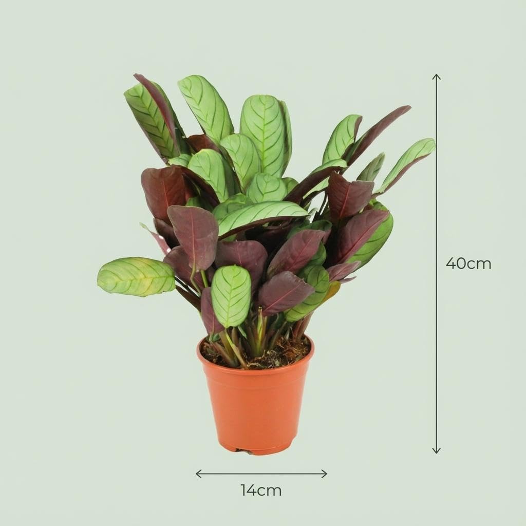 Planta Ctenanthe Amagris, Decoración de Interior, Gris Verde, Maceta 14 cm