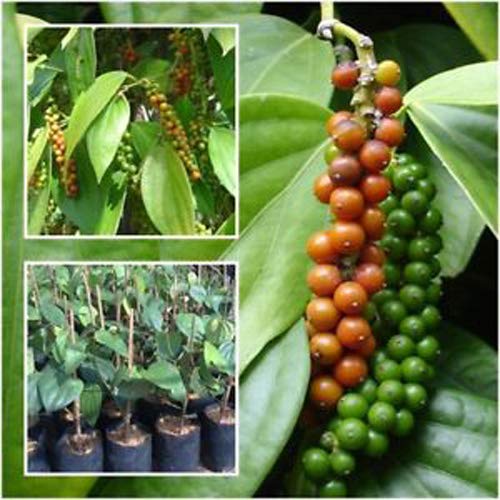 Plants Point High Yield Hybrid Rare Black Pepper" Thekken - Bunch" Tropical Spice Pepper Live Plant (1 Plant)