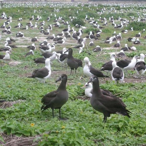 Albatrosses Saving Albatrosses Podcast Por  arte de portada