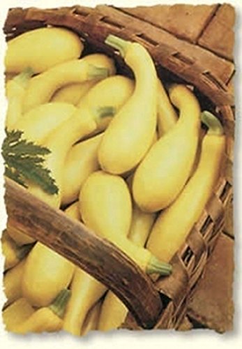 Amazon.com : Dixie Hybrid Yellow Squash - high-yielding, Lemon