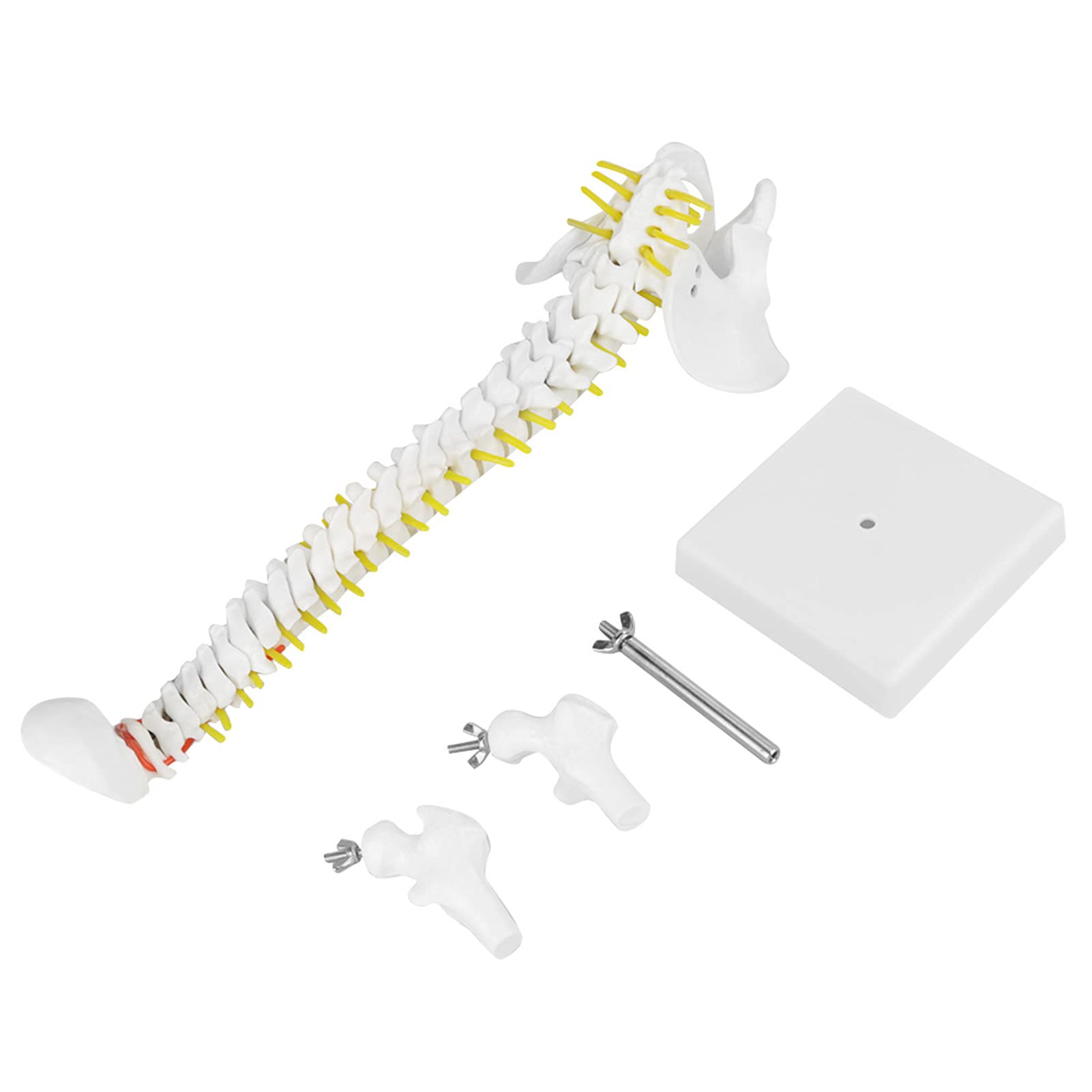 YWBL-WH Life Size Anatomical Flexible Spine Model 45 CM Human Vertebrae With Male Pelvis And Metal Support Frame