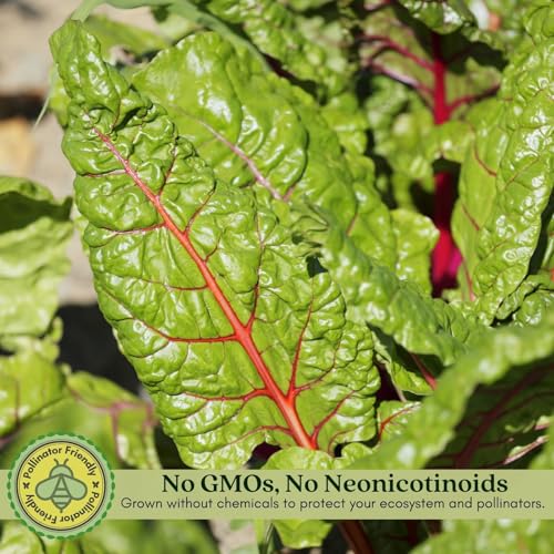 Clovers Garden Bright Lights Swiss Chard Plants - Two (2) Live Plants – Non-GMO - Not Seeds - Each 4\" to 8\" Tall – in 4\" Inch Pots -Heirloom, Frost Tolerant