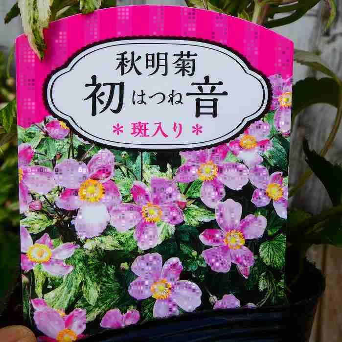 Amazon.co.jp: 秋明菊 苗 初音 斑入り 矮性種 3.5号 シュウメイギク
