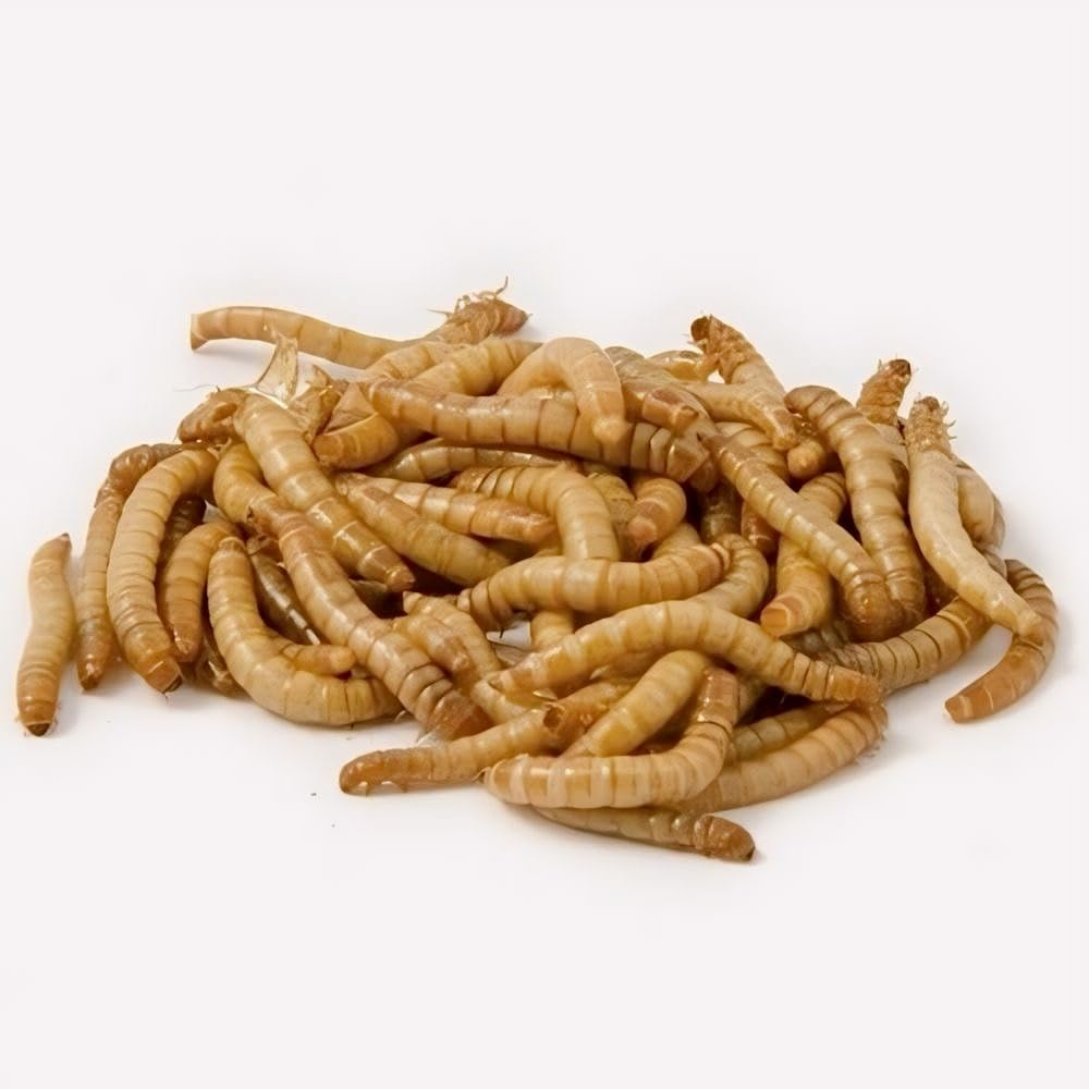 Generisch Mehlwürmer lebend 1 kg frische Mehlwürmer Tagfrisch verpackt für Vögel Hühner 1000 Gramm