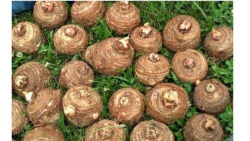 Ready 2 Grow 20 Bulbs Colocasia Esculenta Elephant Ear Taro