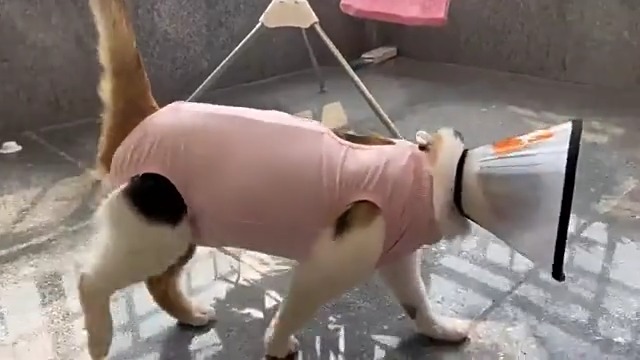 Collare Elisabettiano Per Cani E Gatti - Cono Protettivo Regolabile, Leggero, Per Animali 3-7kg - Foto 6