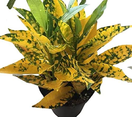 CosaCentrum Croton lemon Air Purifier Natural Live Plant With Pot (B0BP7GGY35) Amazon Price History, Amazon Price Tracker