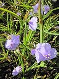 Garten - Dreimasterblume Little Doll - Tradescantia x andersoniana Little Doll Verpackungseinheit 1