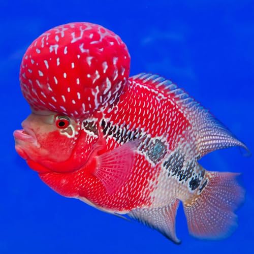 Aquaticheavens Red Dragon Flowerhorn Cichlid Juvenile 2″ - Live Fish for Aquarium Exotic Freshwater Live Fish, Live Aquarium Fish, Live Fish, Live Cichlid Freshwater Fish Freshwater Fish