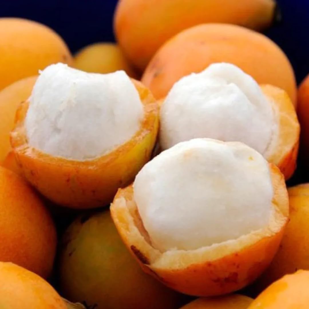 M-Tech Gardens Achachairu (Achacha/Garcinia humilis, Seedling) Exotic 1 Live Fruit Plant