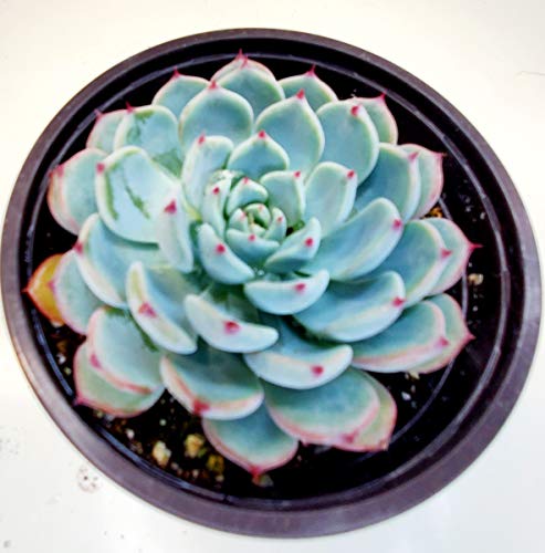 Fatplants Succulent Plant(S) Fully Rooted In 4 Inch Planter Pots With Soil - Real Succulent Live Potted Succulents/Unique Indoor Cactus Decor (1, Echeveria Minima) #TOP25