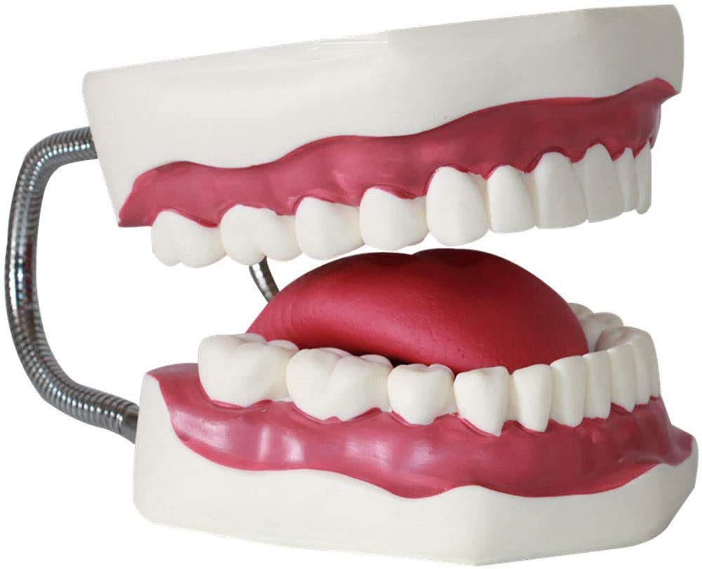 Modèle De Santé des Soins Dentaires, (28 Dents) Modèle De Dent À Grossissement 1: 5, Utilisé pour Les Outils De L'École Fournitures De Laboratoire