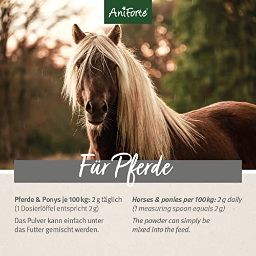 AniForte Grünlippmuschel Pferd 1kg - Natürliches Grünlippmuschelpulver in Vollfettqualität, Omega 3 & 6 Fettsäuren, Glycosaminoglycane 3,3%, Grünlippmuscheln Pferd unterstützt Gelenke & Gelenkfunktion