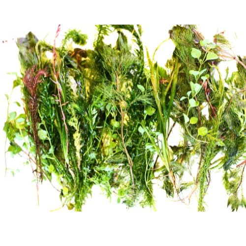 Live Aquarium Plant Stems Bunched for Tropical Fish Tanks Coldwater Aquatic Assorted Plant Variety (5)