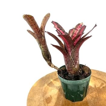 ブロメリア・エアープランツ Neoregelia 'Bombshell Marginated' N0600 Neoregelia “Bombshell” albo marginated