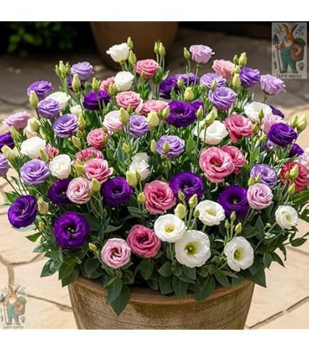 Prairie gentian Live Flower Plant/Lisianthus Plant/Nandini Flower Plant Multicolor,Indoor Outdoor Garden With Decorative Plastic Pot (Pack of 1) A_18-image-44