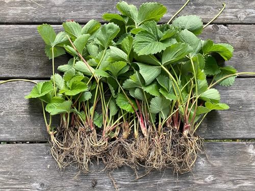 12 x Strawberry Elsanta A Bare Root Plants - Grow Your Own Strawberries - Bare Root Strawberry Runners - Fruit Plant (Plastic-Free Packaging)