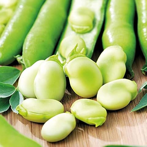 Bolly Bulbs® Aquadulce Claudia Broad Beans Cover