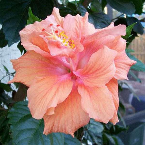 Mphmi Plant NCR Live Hibiscus, Gudhal Flower (Peach Double) - Plant (B0CGP2L9BJ) Amazon Price History, Amazon Price Tracker
