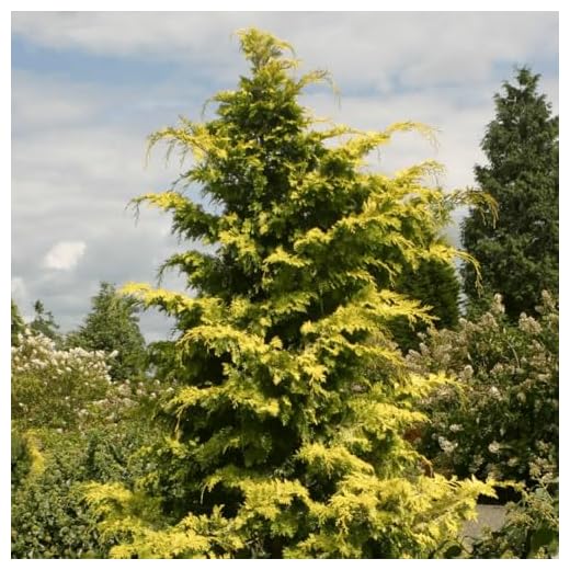 Golden Hinoki Cypress Evergreen Shrub Plants