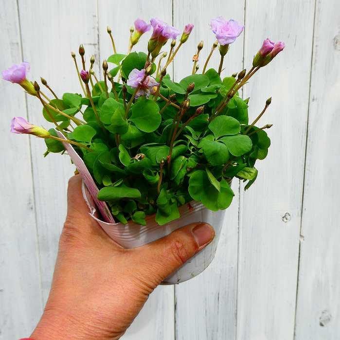 Amazon.co.jp: オキザリス 苗 オックスローズ バラ咲き 3.5号 八重咲き