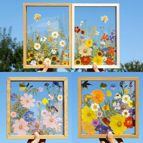 12 tipos flores prensadas secas 35 pcs para manualidades miniatura 5