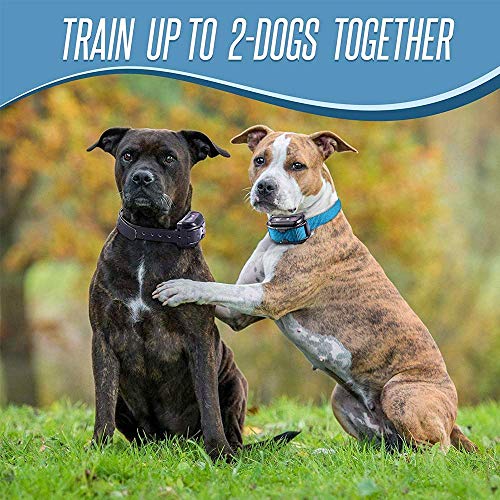 Pet Union Pt0Z1 Premium Training Shock Collar For Dogs With Remote - Fully Waterproof, 4 Adjustable Training Modes - Shock, Vibration, Beep - Up To 1200Ft Range #TOP6