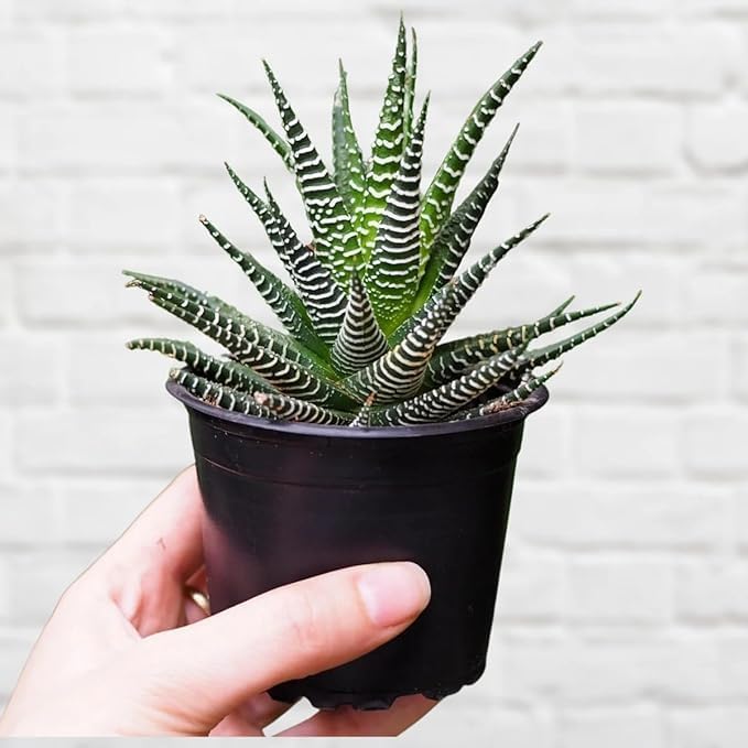Image of Live Haworthia Zebra Succulent | Decorative Indoor Plant with Pot | Easy Care Houseplant for Home, Office & Table Decor