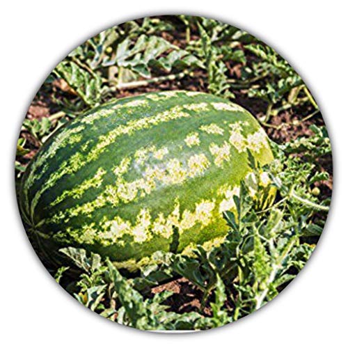 Riesen Wassermelone - 10 Samen - Saftig lecker Cover