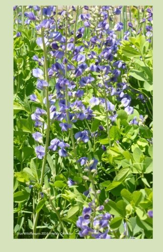 Blue Wildflowers 2016 Weekly Calendar: 2016 week by week calendar with a cover photo of blue wildflowers