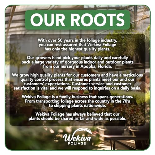Blueberry Variety Pack - 4 Live Starter Plants - Four Live Starter Plants for Your Edible Garden - Thumbnail 4