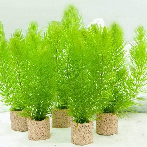 Amazon.co.jp: （水草）ライフマルチ（茶）マツモ ミニ（無農薬