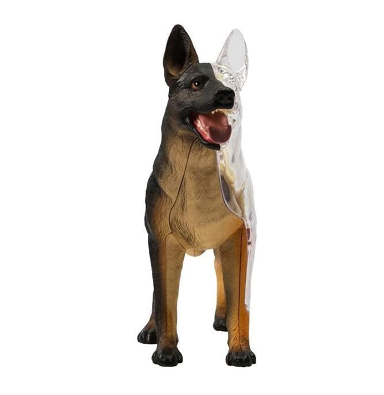 Modello di Anatomia del Cane Lupo Biologia Organo Simulazione Animale Insegnamento Medico Staccabile 29 Parti Modello Anatomico Animale Puzzle Educativo Fai da Te