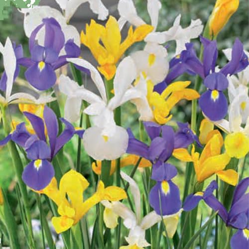 15 Bulbos de Iris hollandica en mezcla | 7/8 cm de circunferencia | Bulbos de los mejores productores holandeses | Selección exclusiva y control de calidad | Floración garantizada.
