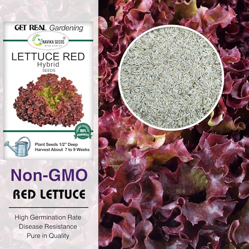 Image of Navika Seeds Lettuce Combo - Grand Rapids Green & Lollo Rosso Red (500 Seeds Each) | Heirloom, Non-GMO, Fast Growing | Kitchen Garden, Terrace, Hydroponic, Pots | High Germination