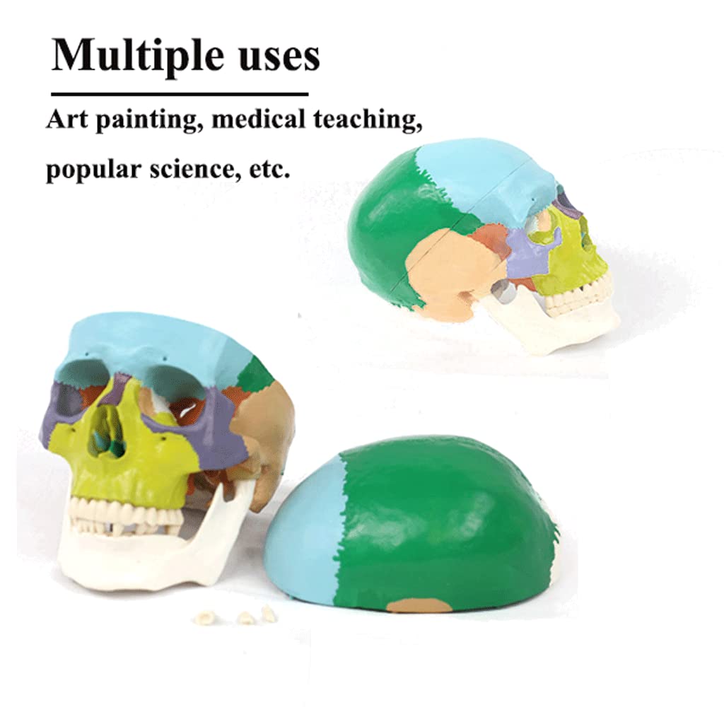 Exploded Skull MaGiLL Human Head Skull Anatomical Teaching Skeleton ...