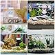 Aufzuchtbecken Aquarium, Schwimmender Ablaichkasten Aquarium Kunststoff Doppelstöckiger Aquarien Isolationsbox Transparent Aquarien Zuchtbecken für Babyfische Garnelen Clownfische Guppy