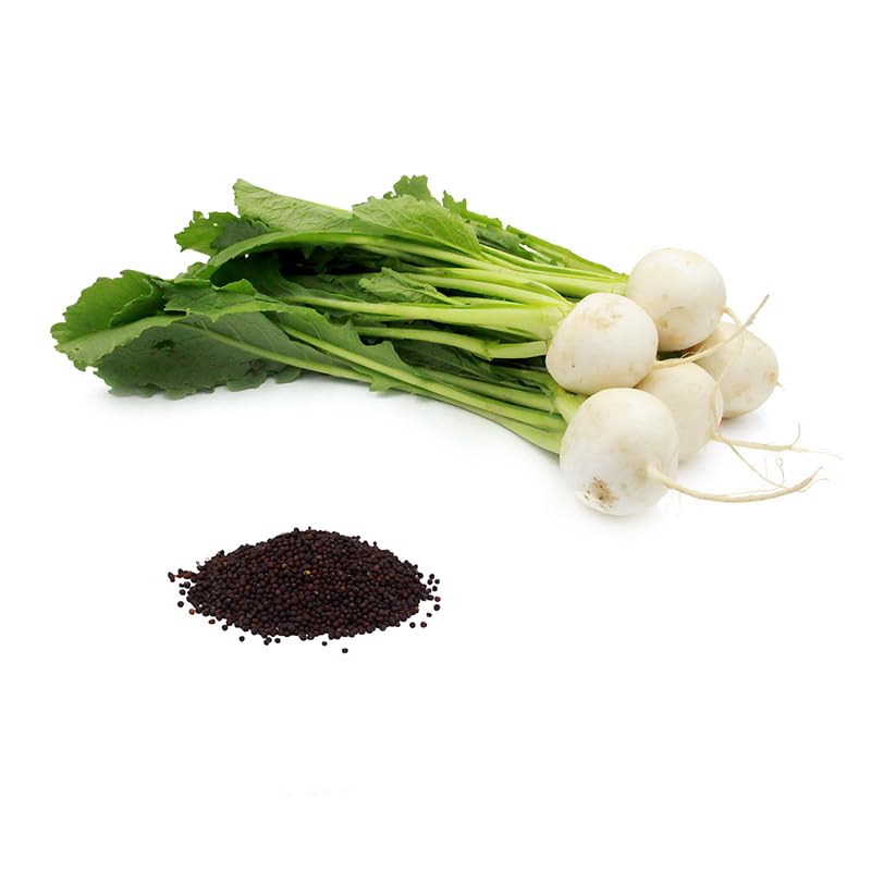 コレクション SAYURAN Plum in Tokyo Salad Turnip v.2 - Fruition Seeds