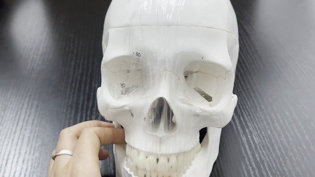 Image of an Upgraded Natural Large Skull Anatomy Model with Clear Numbers and Stitches for Medical Students Studying Human Anatomy