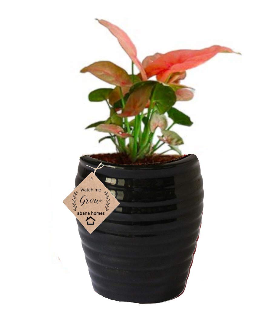 Abana Homes Air Purifying Syngonium Mini Indoor Plant in Beautiful Black Pot (B07R83V94Q) Amazon Price History, Amazon Price Tracker