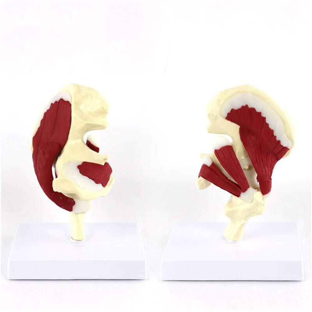 Sjdopulse A The Hip Joint Model Of Human Ligament - Medical Natomicals Hip Joint Model With Muscle - Educational Model Human Hip Joint Natomicals Model - For Study Teaching (A)