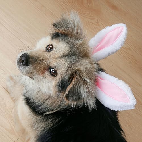 Diadema para perro con orejas de conejo grandes miniatura 2
