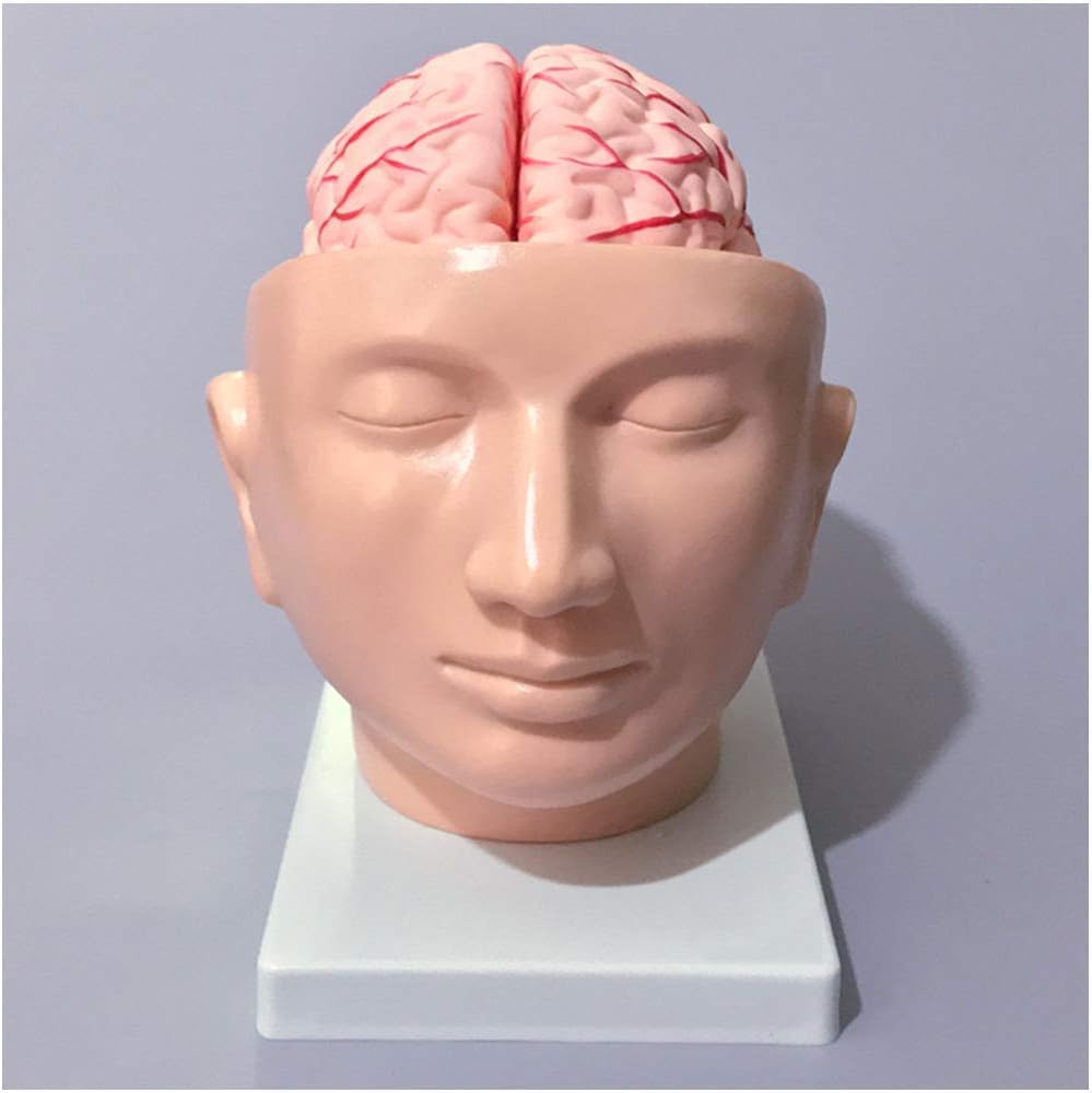 Teaching Model, Head Model With Brain Human Anatomy Head