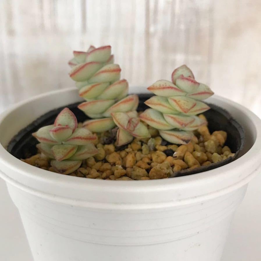 Amazon.co.jp: 多肉植物 星の王子 クラッスラ 抜き苗 根付き : DIY 