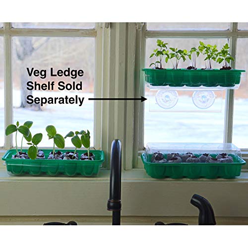Window Garden - Swiss Chard Vegetable Starter Kit - Grow Your Own Food. Germinate Seeds on Your Windowsill Then Move to Planter or Vegetable Patch. Mini Greenhouse System Make’s it Easy. (Swiss Chard)