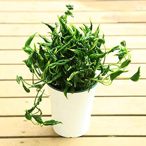 Amazon 観葉植物 ポトス テルノシャングリラ 観葉植物 オンライン通販 Amazon 観葉植物 ポトス テルノシャングリラ 観葉植物 オンライン通販
