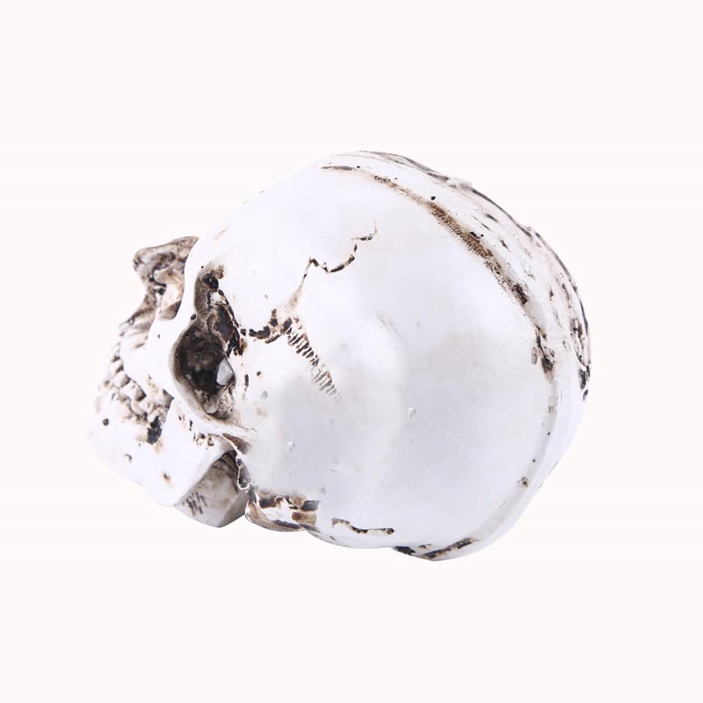 GGFLY Modelo De Cráneo Humano, Cabeza, Músculo, Hueso, Modelo, Arte, Arte,  Anatomía Científica, Dibujo, Modelo De, image size:1001x1001