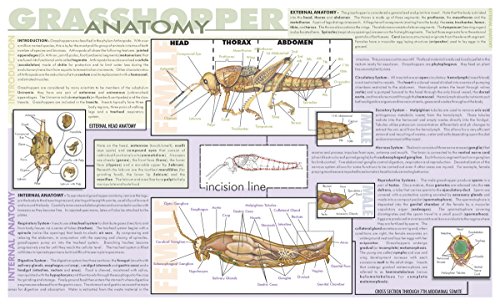 Image of Frey Scientific 532224 Laminated Grasshopper Dissection Mat, 9.75 x 16 inch Size