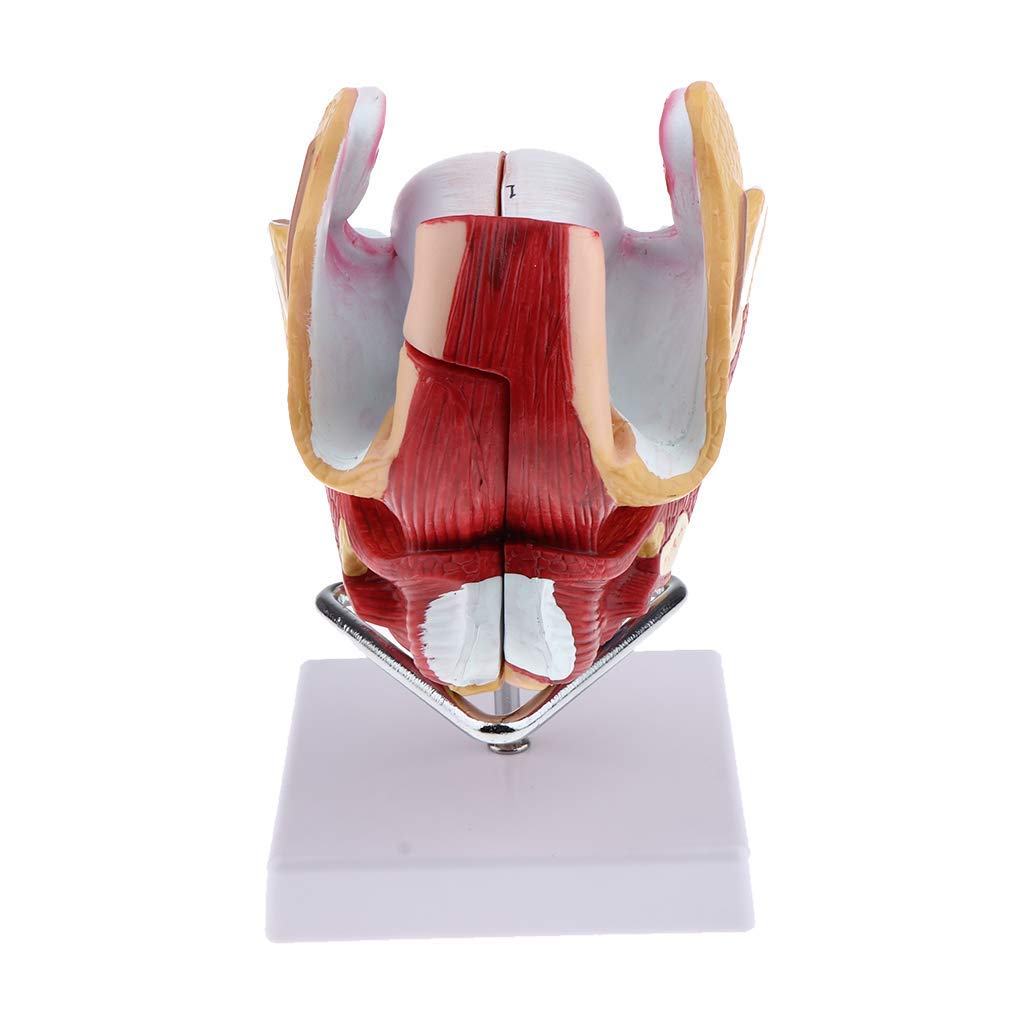 1:1 Menschliches Weibliches Genitalorgan Anatomisches Modell für Anatomie Lehrmittel Laborbedarf