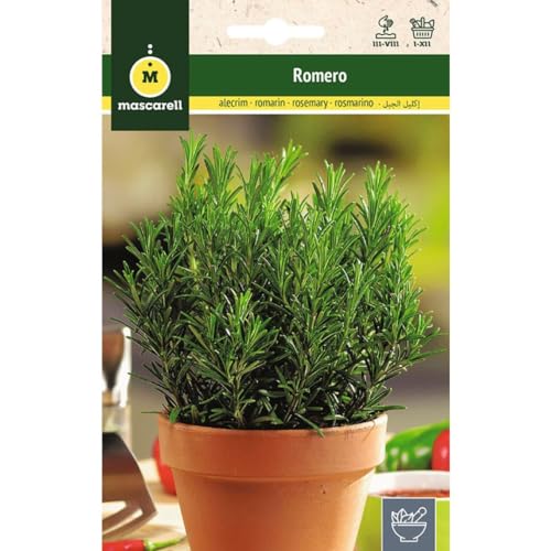 Mascarell Semillas, ROMERO COMÚN, Semillas de Hierbas Aromáticas para Plantar, Crea tu Propio Huerto en Casa. 0,2 .Gramos